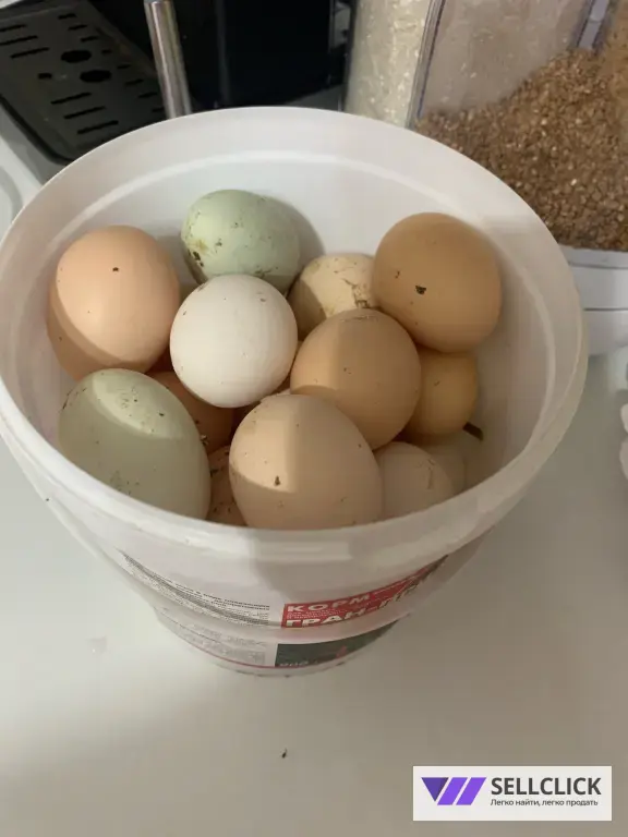 яйцо для инкубации