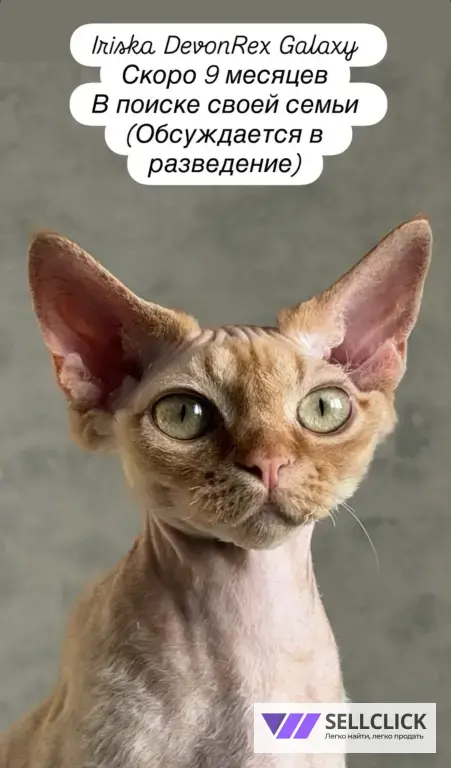 Девон Рекс девочка