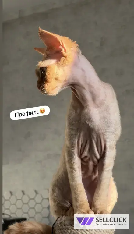 Девон Рекс девочка