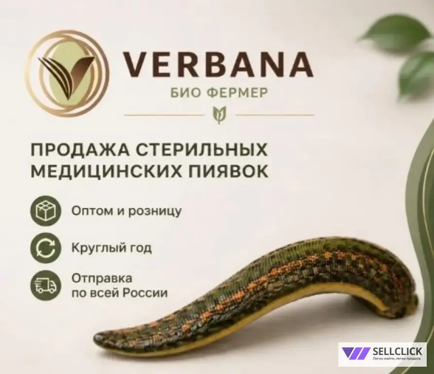 Пиявки