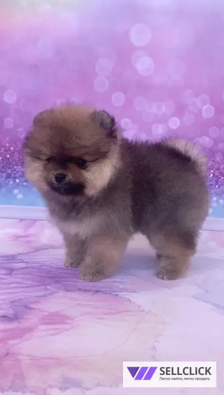 щенки померанского шпица