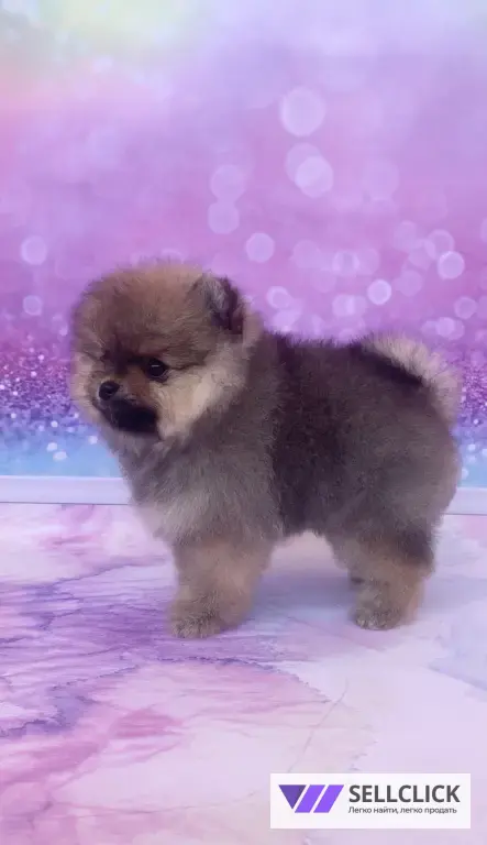 щенки померанского шпица