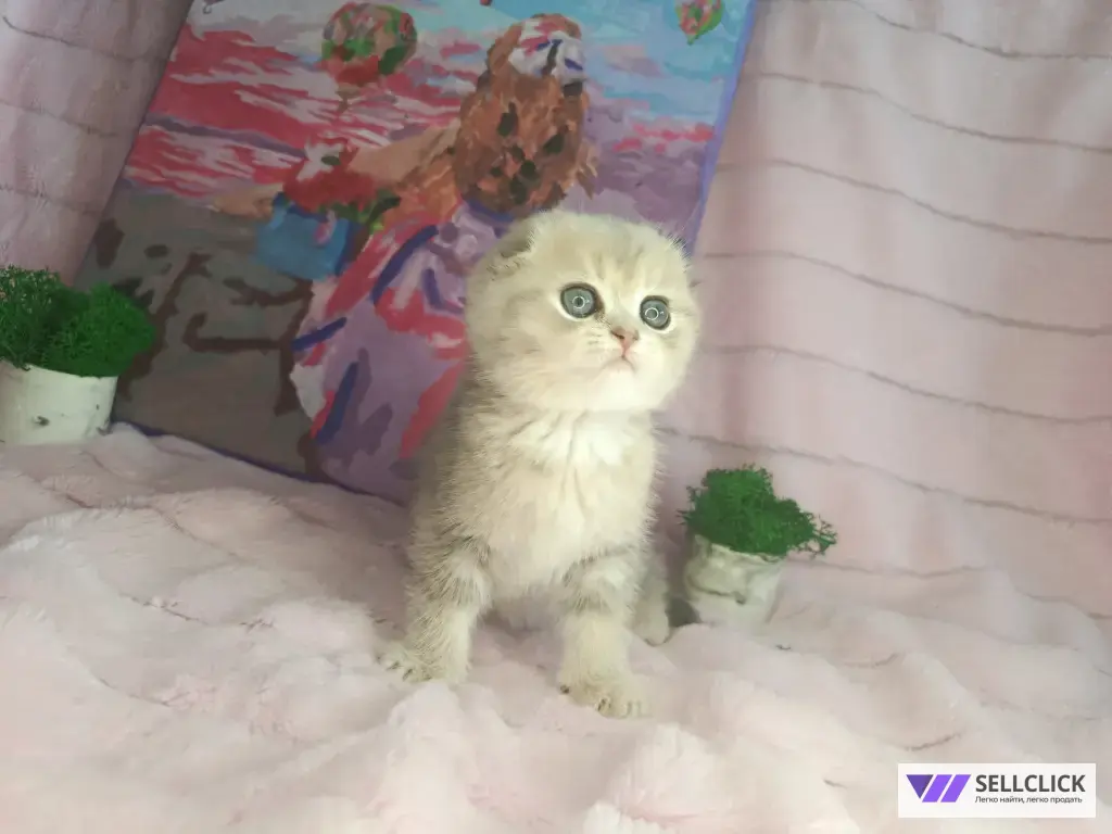 Шотландские котята золотая шиншилла