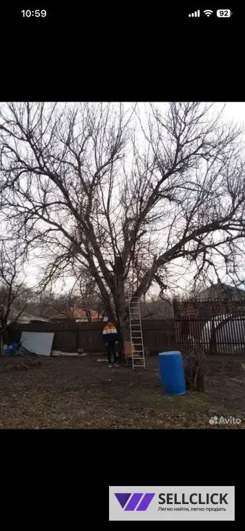 Расчистка участка Определение деревьев Покос травы