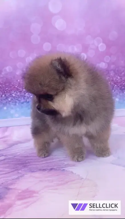 щенки померанского шпица