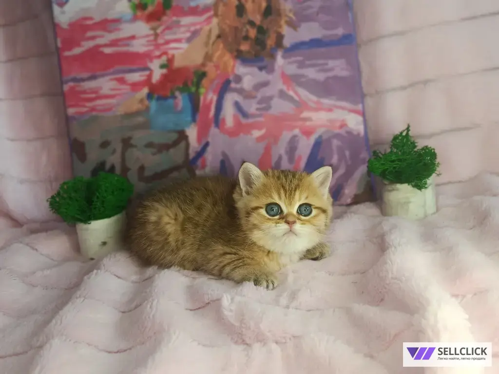 Шотландские котята золотая шиншилла