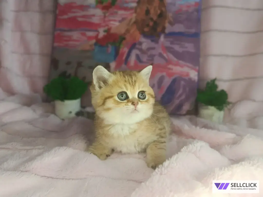 Шотландские котята золотая шиншилла