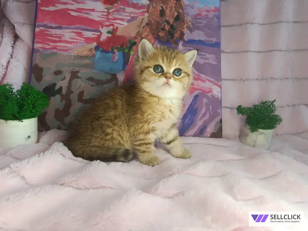 Шотландские котята золотая шиншилла