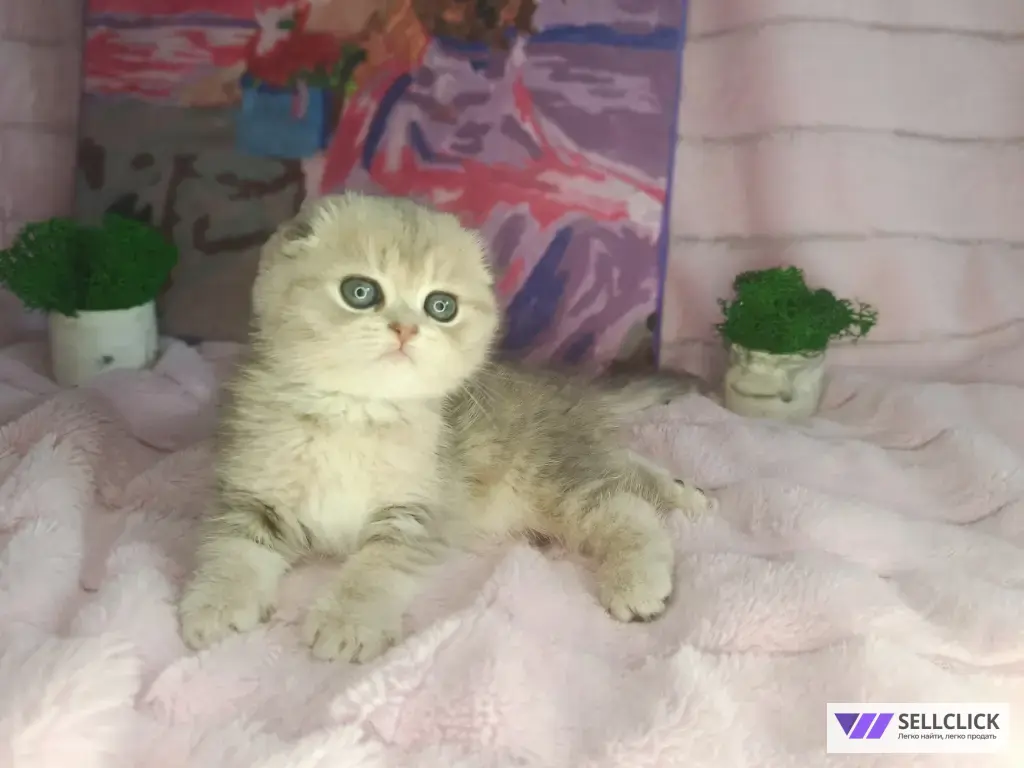 Шотландские котята золотая шиншилла