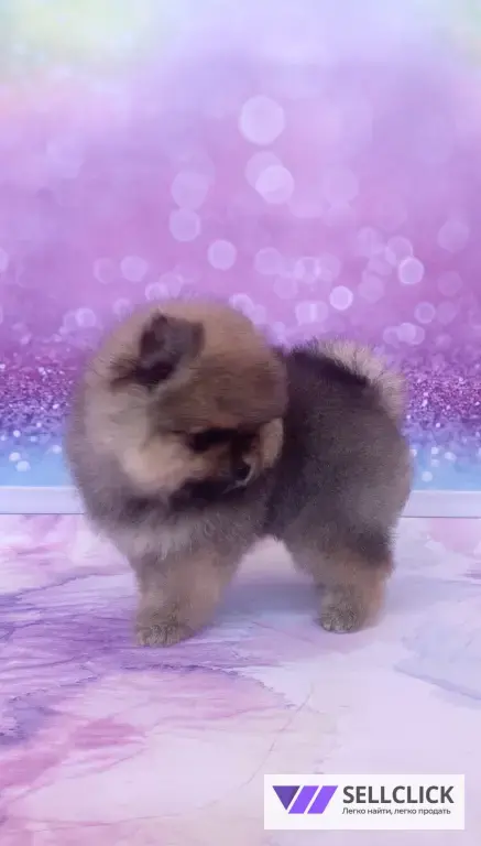 щенки померанского шпица