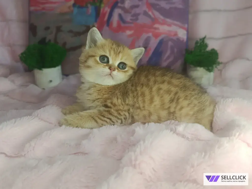 Шотландские котята золотая шиншилла