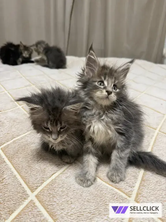 Котята Мейн-Кун