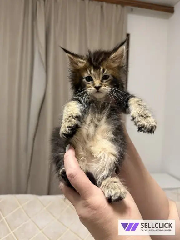 Котята Мейн-Кун