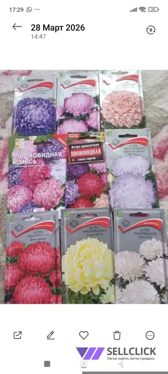 РАССАДА ПИОНОВИДНОЙ АСТРЫ