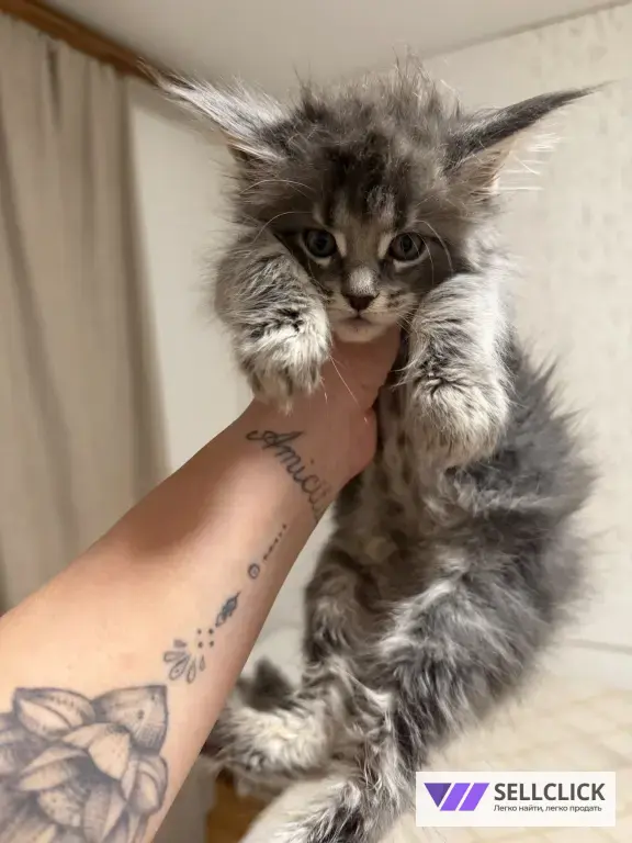 Мейн-Кун котята