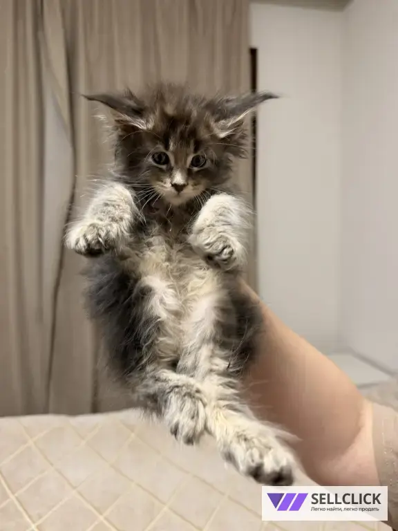 Котята Мейн-Кун