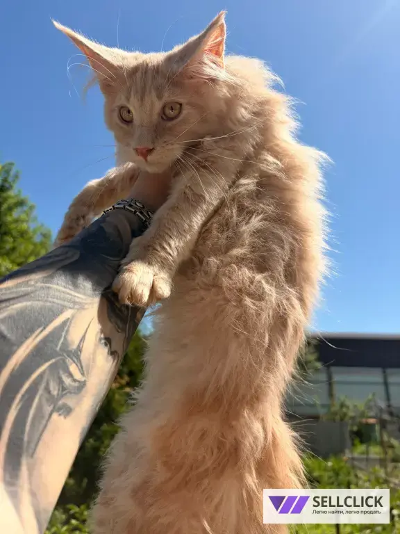 Котята Мейн-Кун чистопородные
