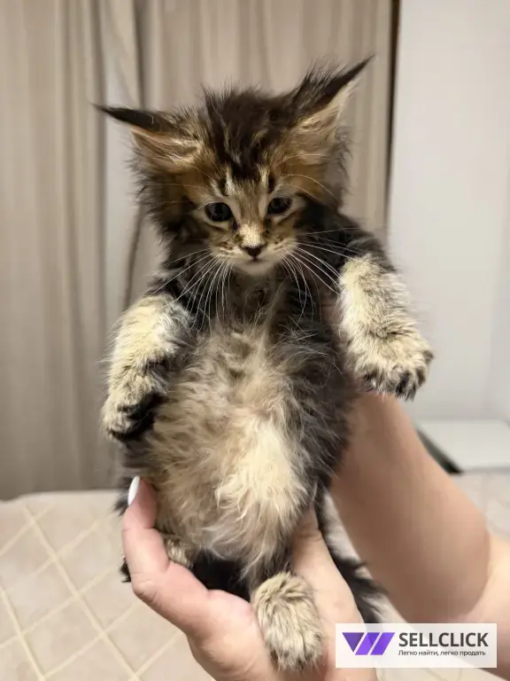Котята Мейн-Кун