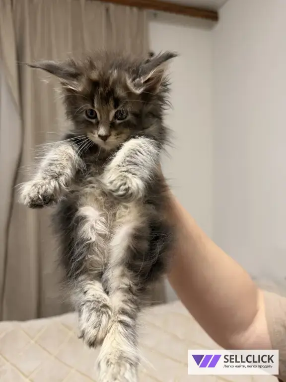 Котята Мейн-Кун