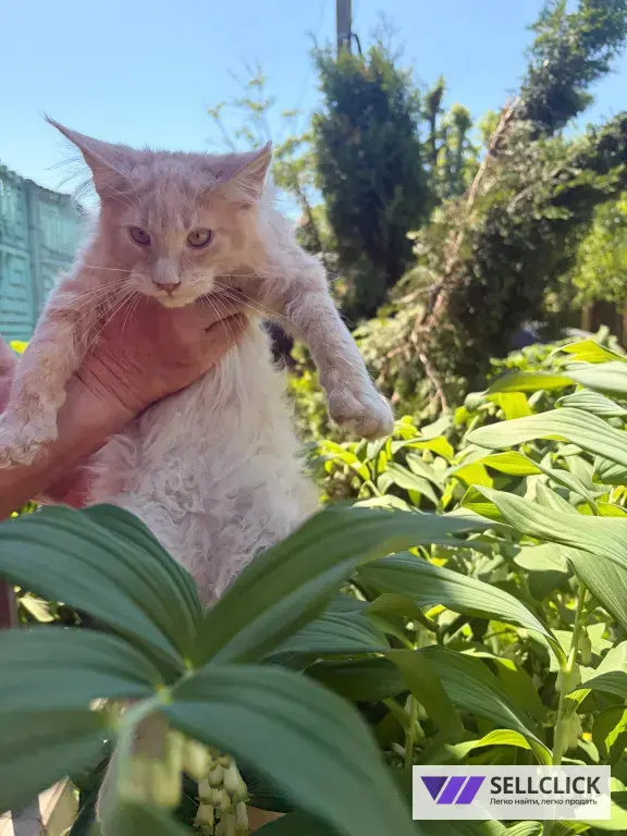 Котята Мейн-Кун