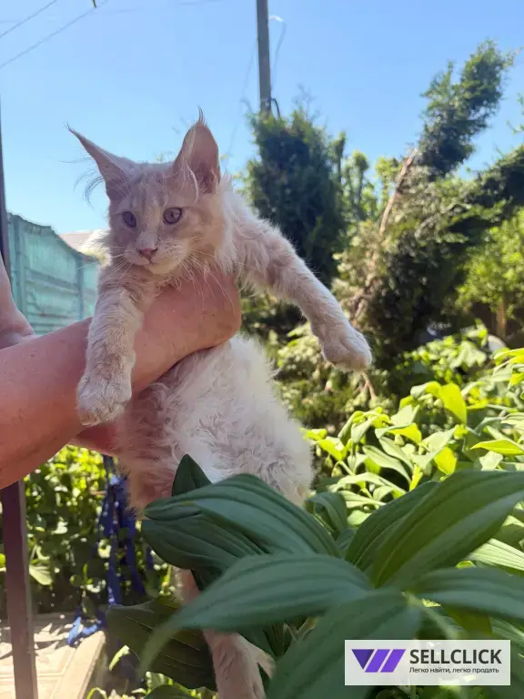 Котята Мейн-Кун