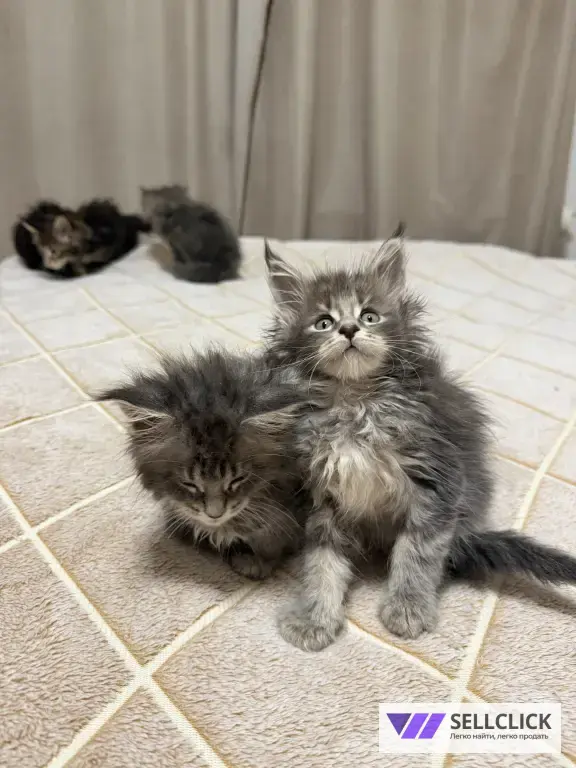 Котята Мейн-Кун