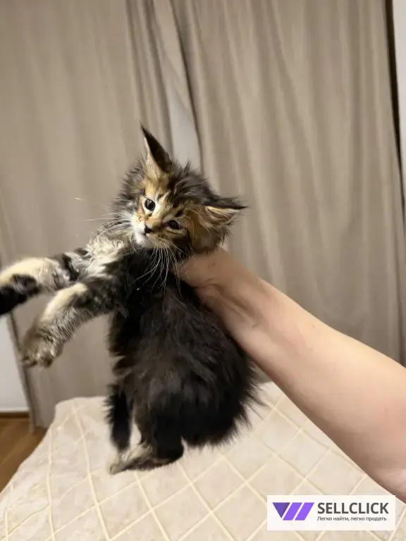 Котята Мейн-Кун