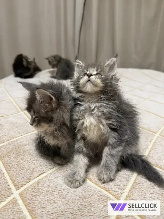 Котята Мейн-Кун