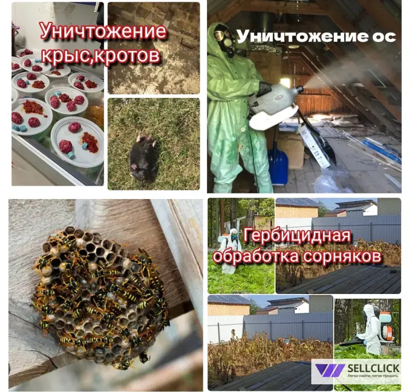 уничтожение тараканов, клопов, ос,муравьёв,клещей,