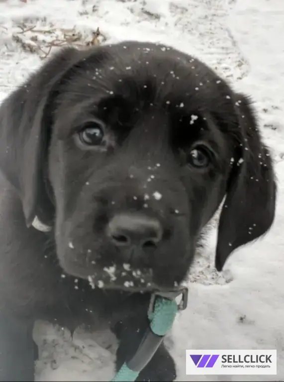 Щенки немецкой овчарки