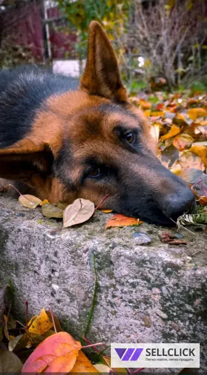 Щенки немецкой овчарки