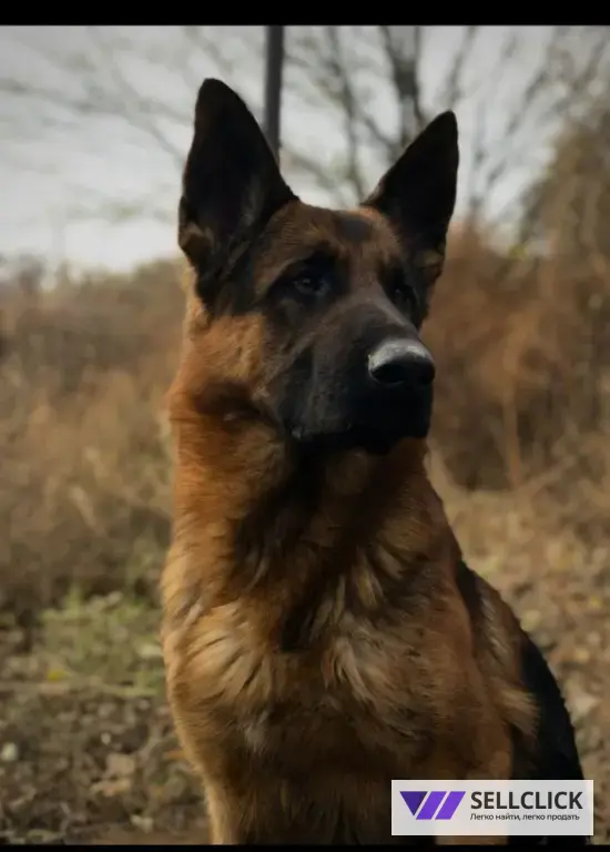 Щенки немецкой овчарки