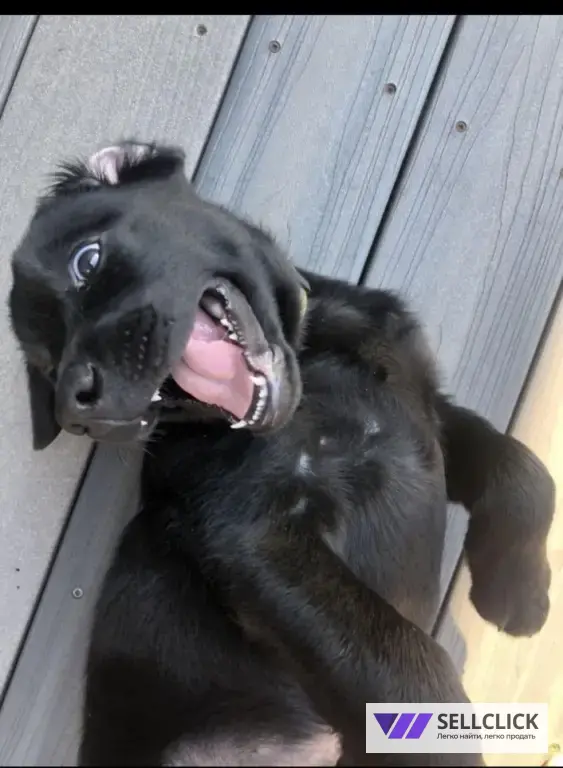 Щенки немецкой овчарки