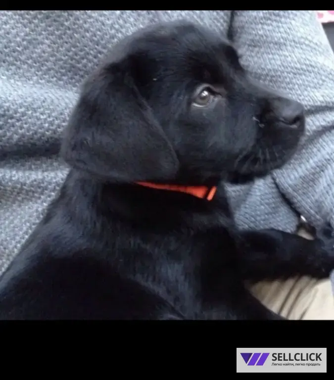 Щенки немецкой овчарки