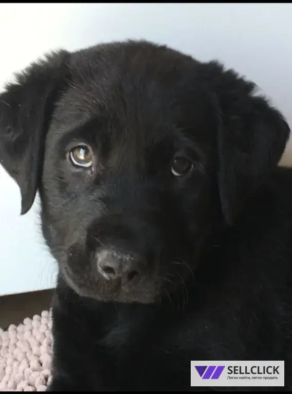 Щенки немецкой овчарки