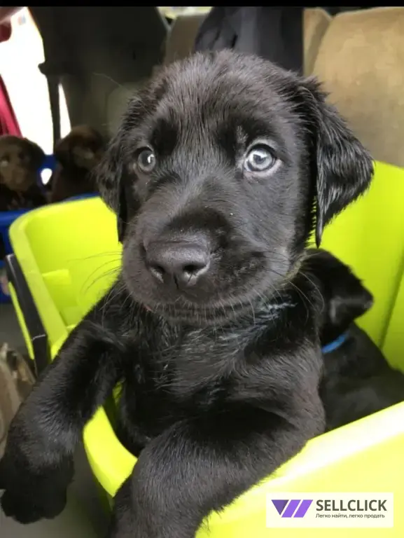 Щенки немецкой овчарки