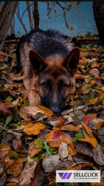 Щенки немецкой овчарки