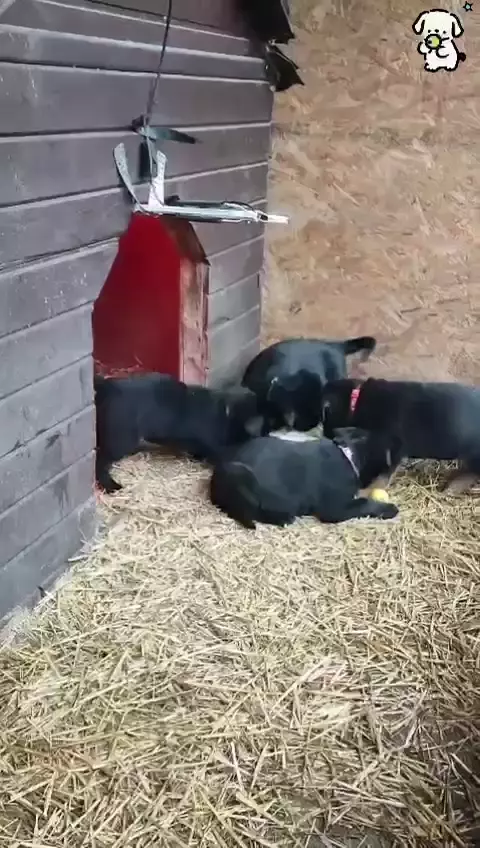 Щенки немецкой овчарки