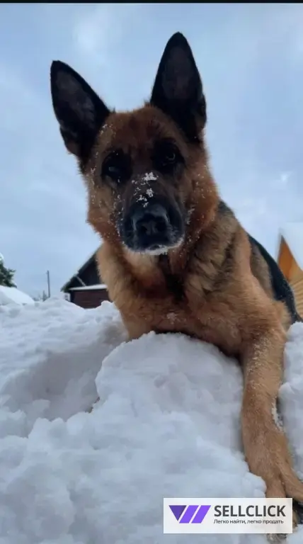 Щенки немецкой овчарки