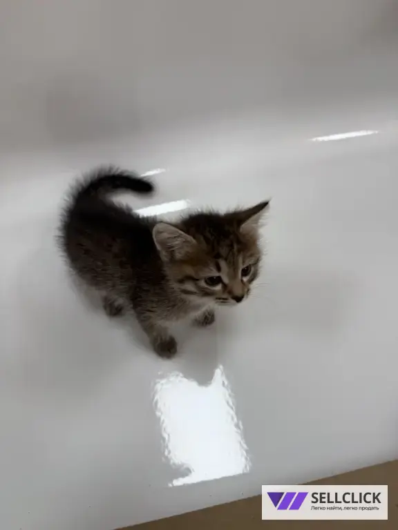 котенок девочка