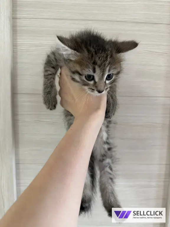 котенок девочка