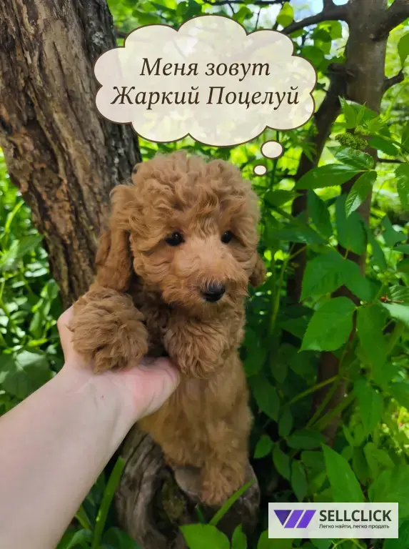 Миниатюрный пудель щенки