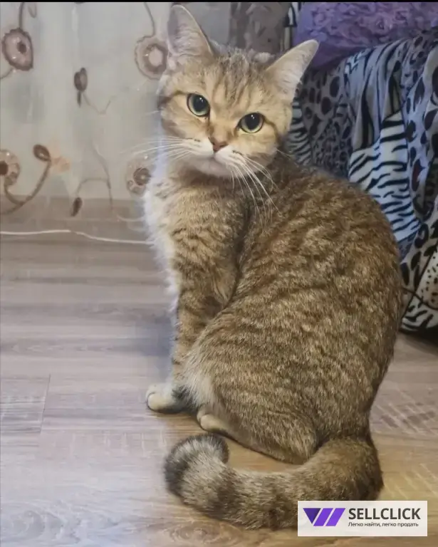 Золотая шиншилла бесплатно