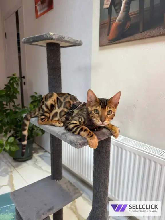 Бенгальские котята премиум класса
