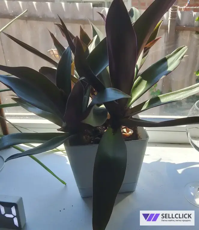 Комнатные растения.