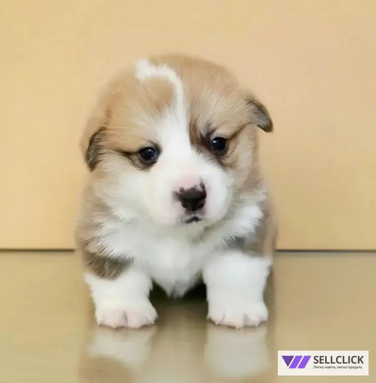Вельш Корги Пемброк