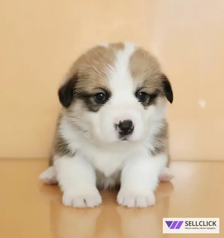 Вельш Корги Пемброк