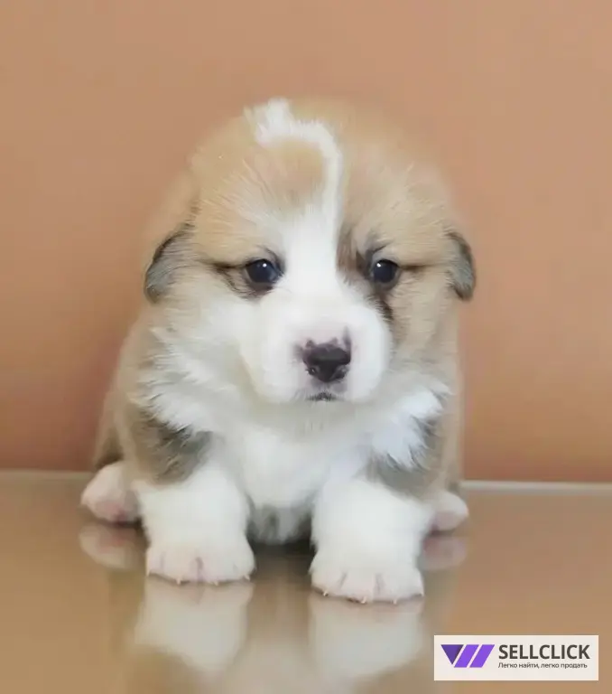 Вельш Корги Пемброк