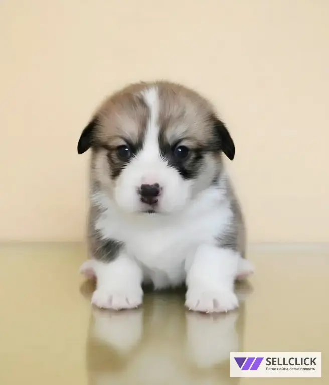 Вельш Корги Пемброк