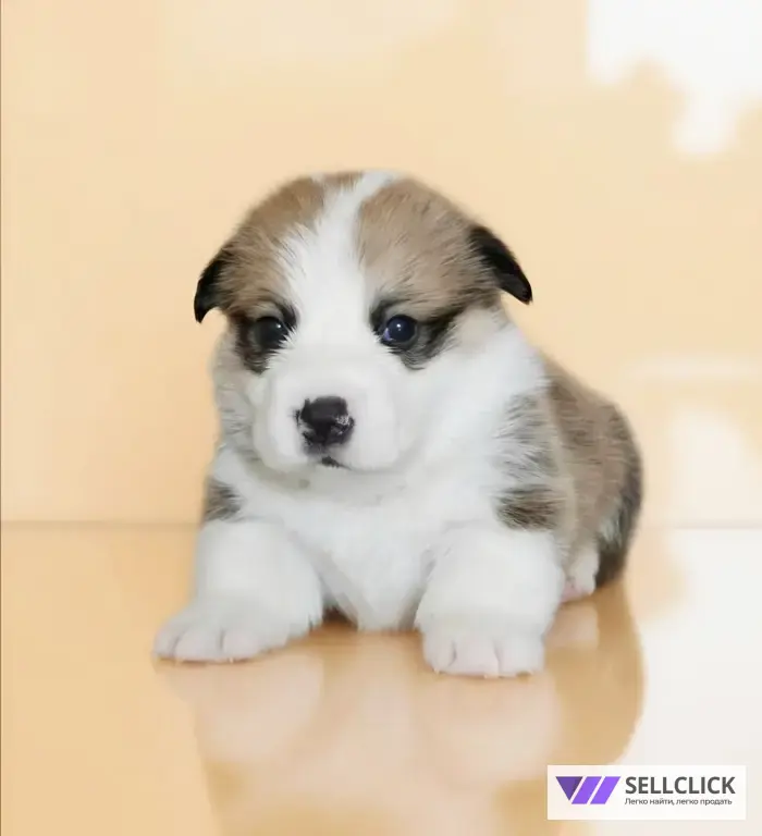 Вельш Корги Пемброк